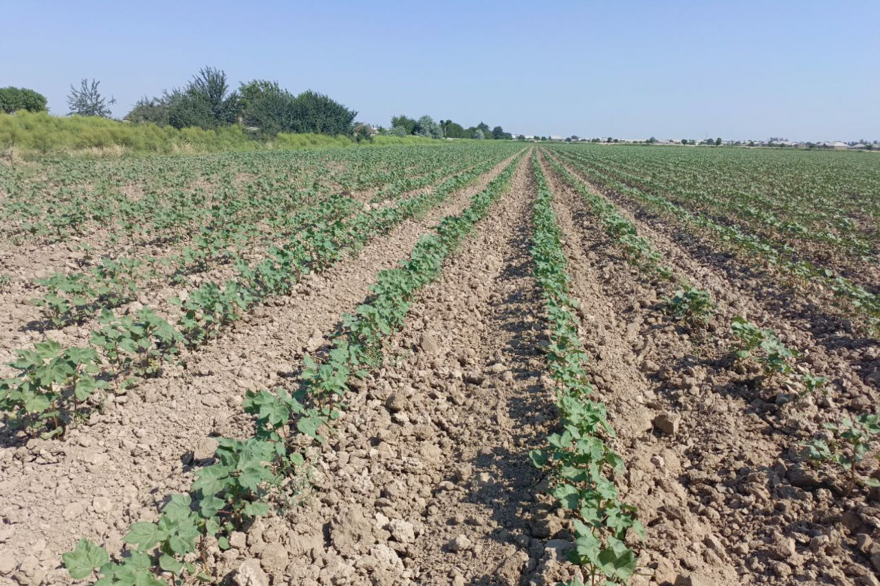 2026-yildan yerni ijaraga olgan dehqonlar unga nima ekishni o‘zi mustaqil hal qiladi